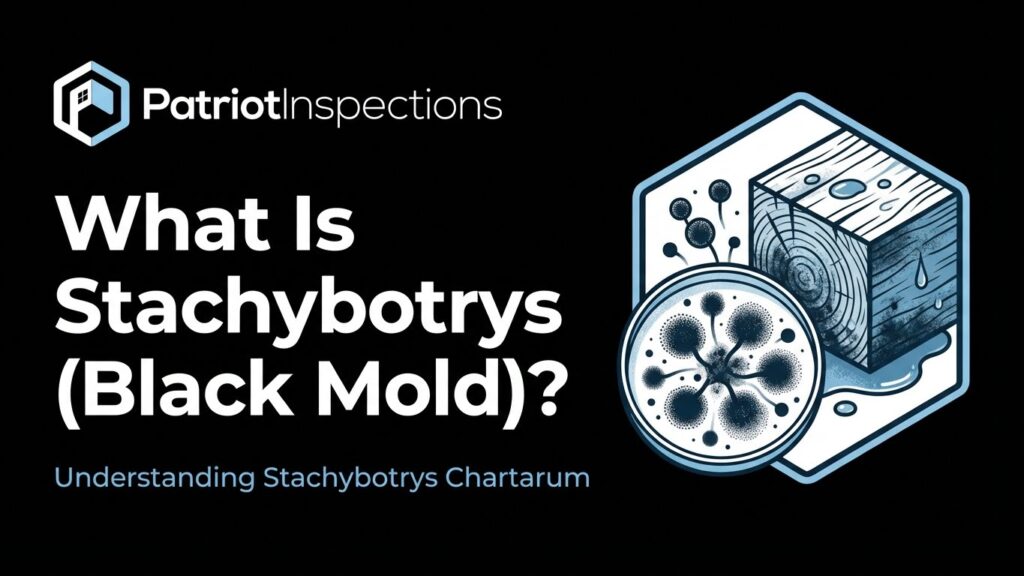 Everything You Need to Know About Stachybotrys (Black Mold) 1 Eyi or iemge 202601150908